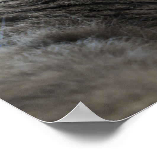 Poster Chat Nebelung (Coin)