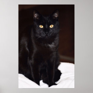Poster Chat noir