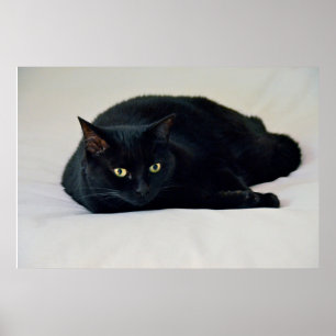 Poster Chat noir