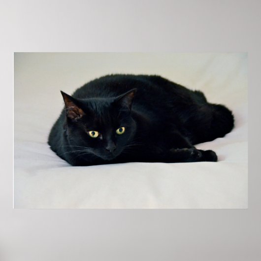 Poster Chat noir (Devant)