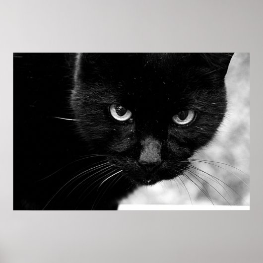 Poster Chat noir (Devant)