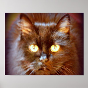 Poster chat noir