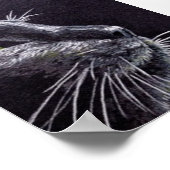 Poster Chat noir (Coin)