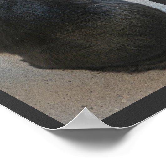 Poster chat noir (Coin)