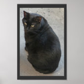 Poster chat noir (Devant)