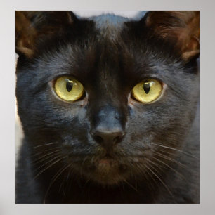 Poster chat noir