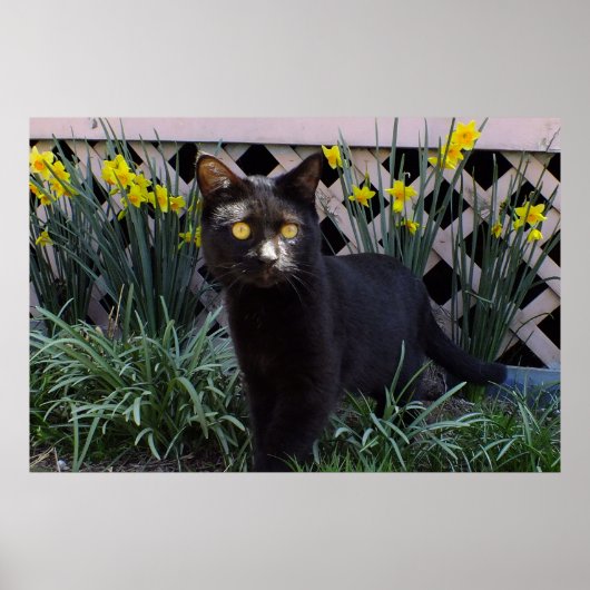 Poster Chat noir dans l'affiche des jonquilles (Devant)
