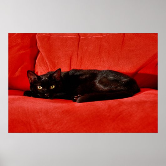 Poster Chat Noir Edgar (Devant)