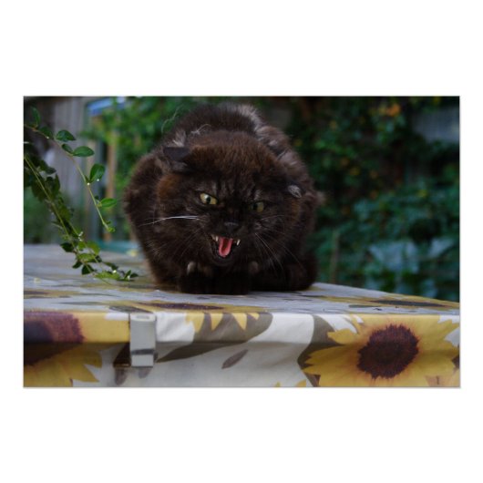 Poster Chat noir en colère (Devant)