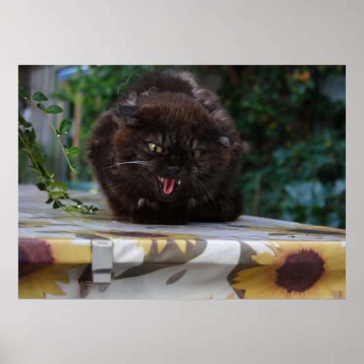 Poster Chat noir en colère (Devant)
