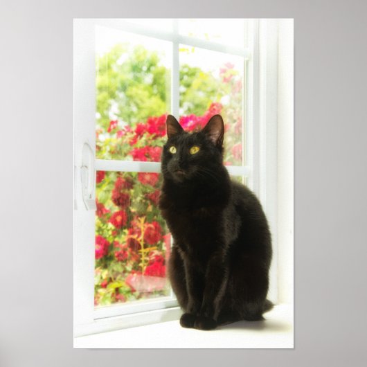 Poster Chat noir encadré en blanc (Devant)
