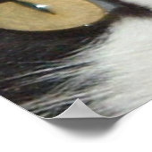 Poster Chat noir et blanc (Coin)