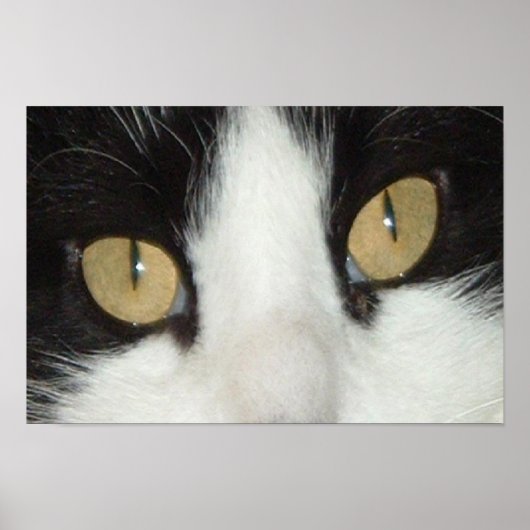 Poster Chat noir et blanc (Devant)