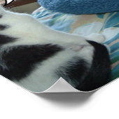 Poster Chat noir et blanc (Coin)