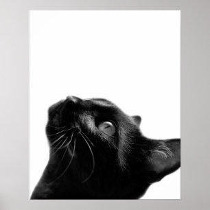 Poster Chat noir et blanc animal photo animal chambre enf