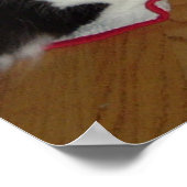 Poster Chat noir et blanc de Noël (Coin)