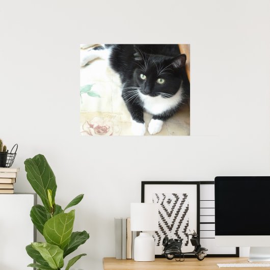 Poster Chat noir et blanc mignon (Bureau à domicile)