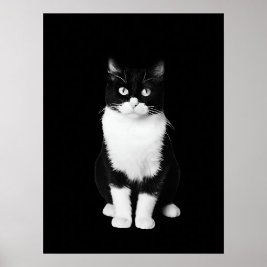 Poster Chat noir et blanc réaliste (Devant)