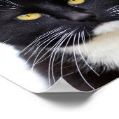 Poster Chat noir moelleux (Coin)