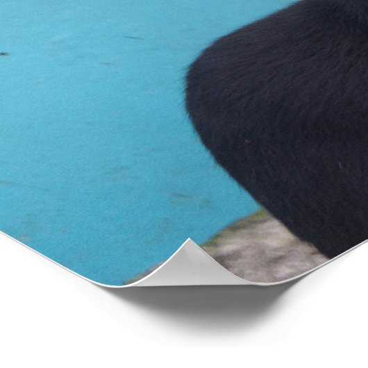 Poster Chat noir surpris (Coin)