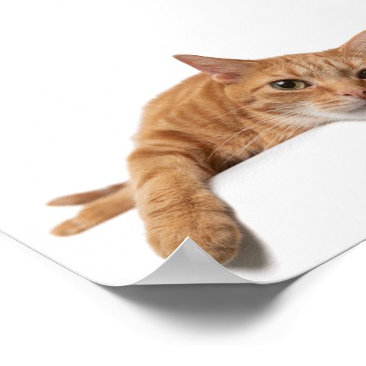 Poster Chat Orange Posé En Bas (Coin)