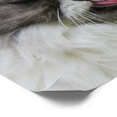 Poster chat persan gris a l'air drôle, sinistre (Coin)