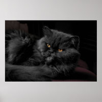 Chat Persan Noir