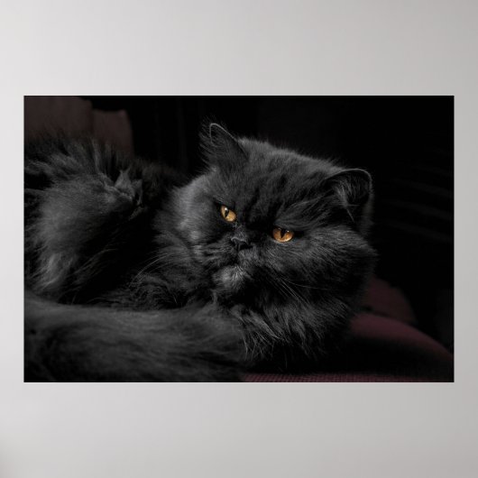 Poster Chat Persan Noir (Devant)