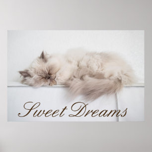 Poster Chat perse