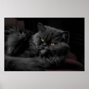 Poster Chat perse noir