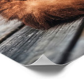 Poster Chat perse orange (Coin)