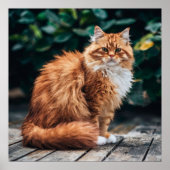 Poster Chat perse orange (Devant)