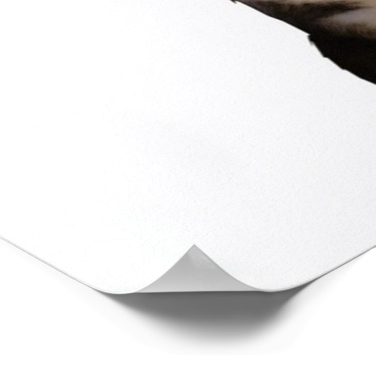 Poster Chat pirate (Coin)