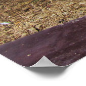 Poster Chat qui fait caca (Coin)