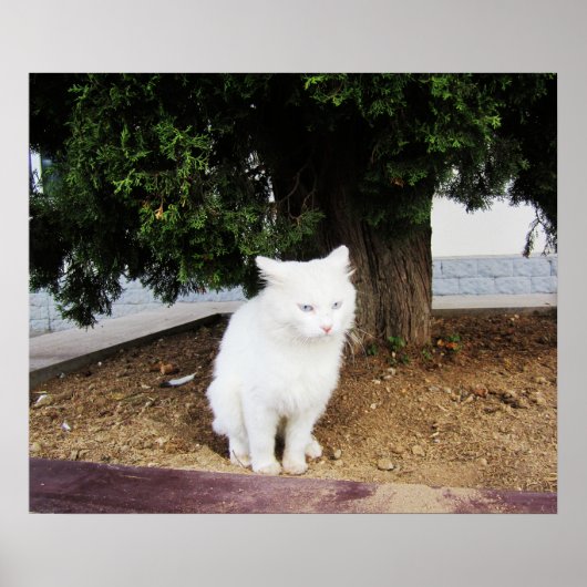 Poster Chat qui fait caca (Devant)