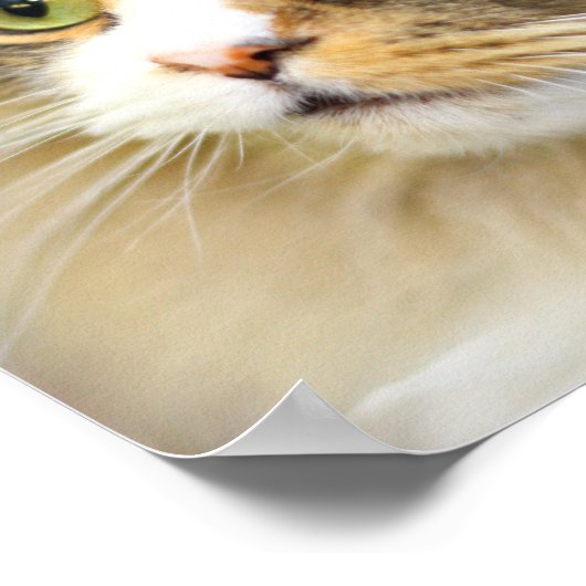 Poster Chat Ragamuffin attentif (Coin)