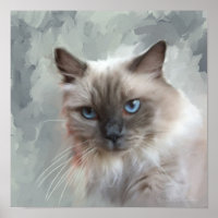Chat Ragdoll