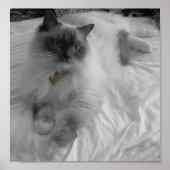 Poster Chat Ragdoll (Devant)
