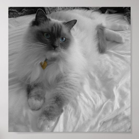 Poster Chat Ragdoll (Devant)