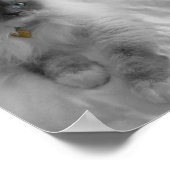 Poster Chat Ragdoll (Coin)