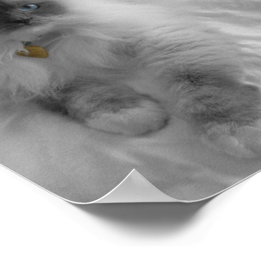 Poster Chat Ragdoll (Coin)