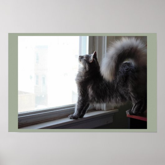 Poster Chat regardant par la fenêtre (Devant)