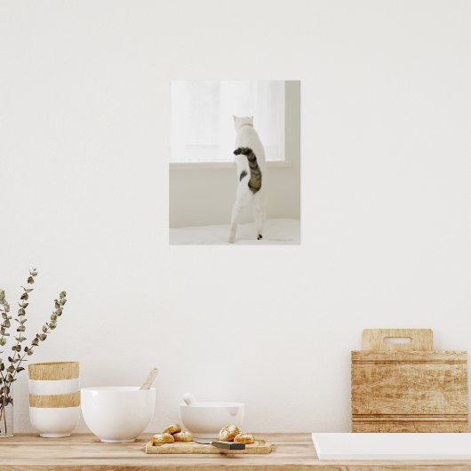 Poster Chat regardant par la fenêtre, vue arrière (Cuisine)