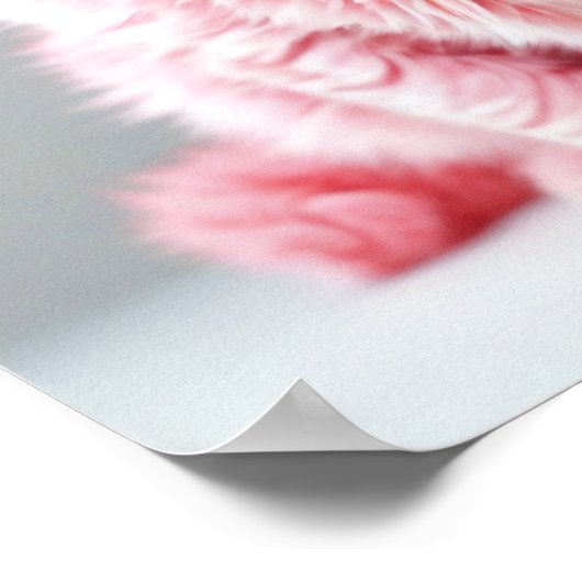 Poster Chat rose (Coin)