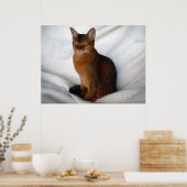Poster Chat Ruddy Abyssinian (Cuisine)