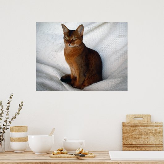 Poster Chat Ruddy Abyssinian (Cuisine)