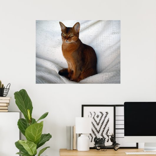 Poster Chat Ruddy Abyssinian (Bureau à domicile)