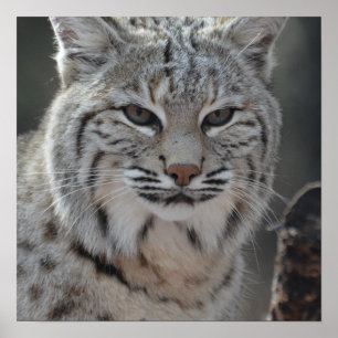 Poster Chat sauvage de rampement