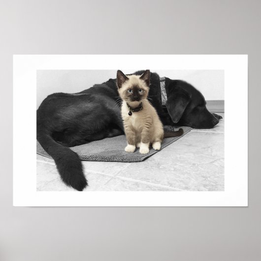 Poster Chat sentinelle adorable aux yeux bleus (Devant)