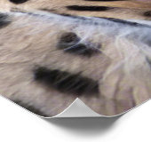 Poster Chat Serval (Coin)